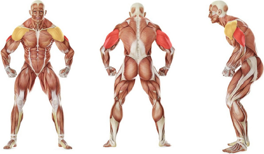 Какие мышцы работают в упражнении Разгибание одной рукой на трицепс в положении стоя
