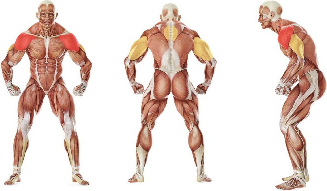 What muscles work in the exercise Standing Military Press 