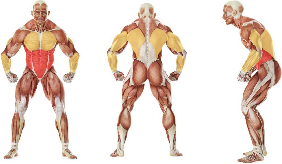 What muscles work in the exercise Overhead Stretch
