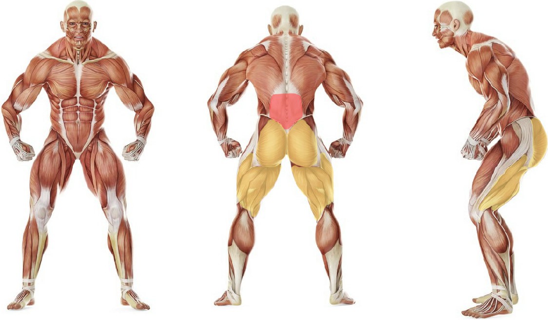 What muscles work in the exercise Hyperextensions (Back Extensions)