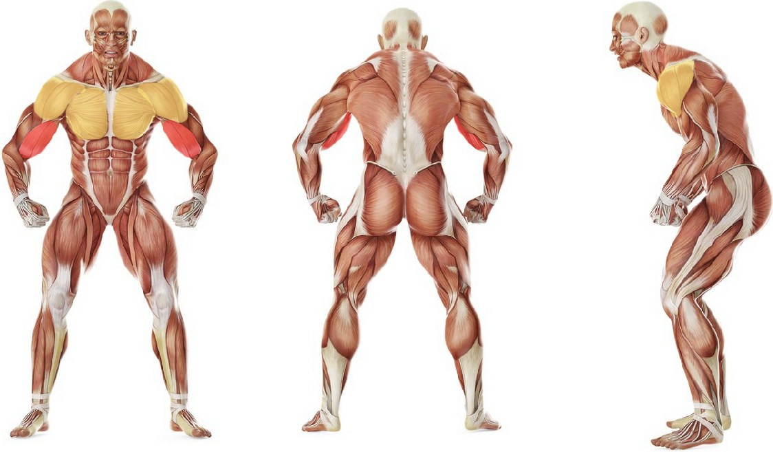 What muscles work in the exercise Standing Biceps Stretch
