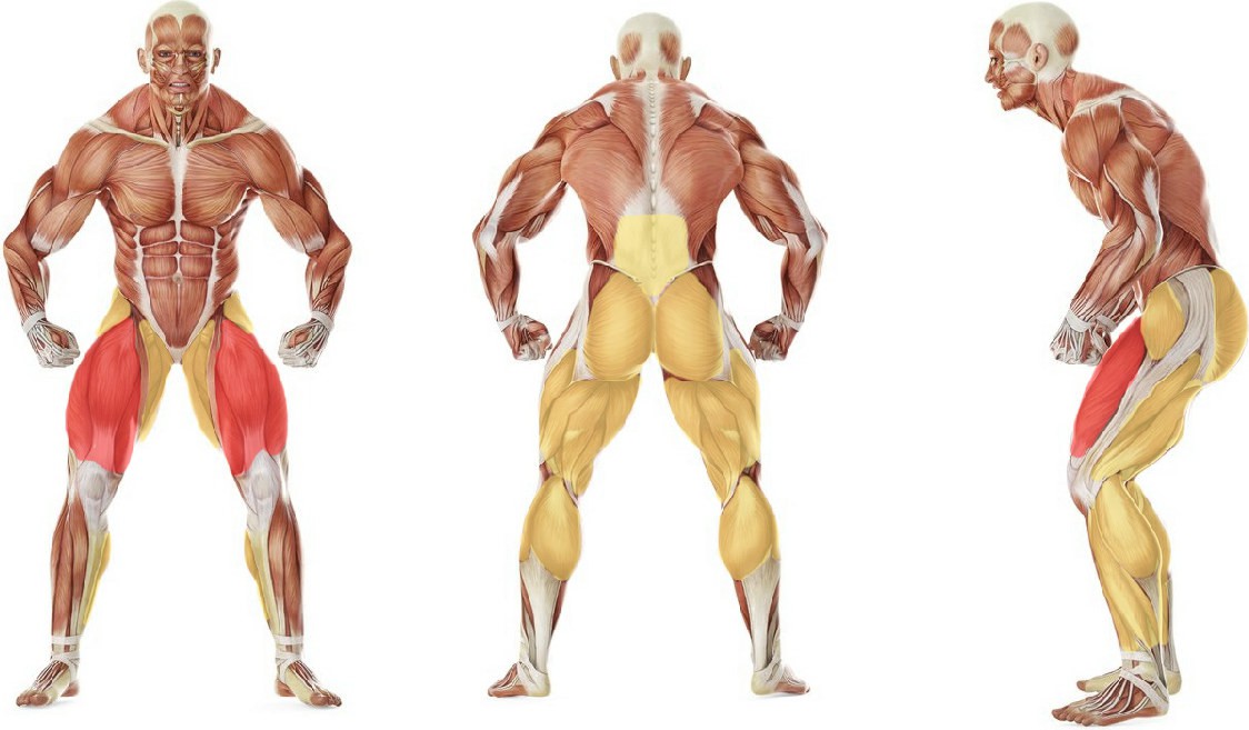 What muscles work in the exercise Squat with Chains