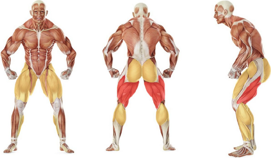 What muscles work in the exercise Прыжки на подставку
