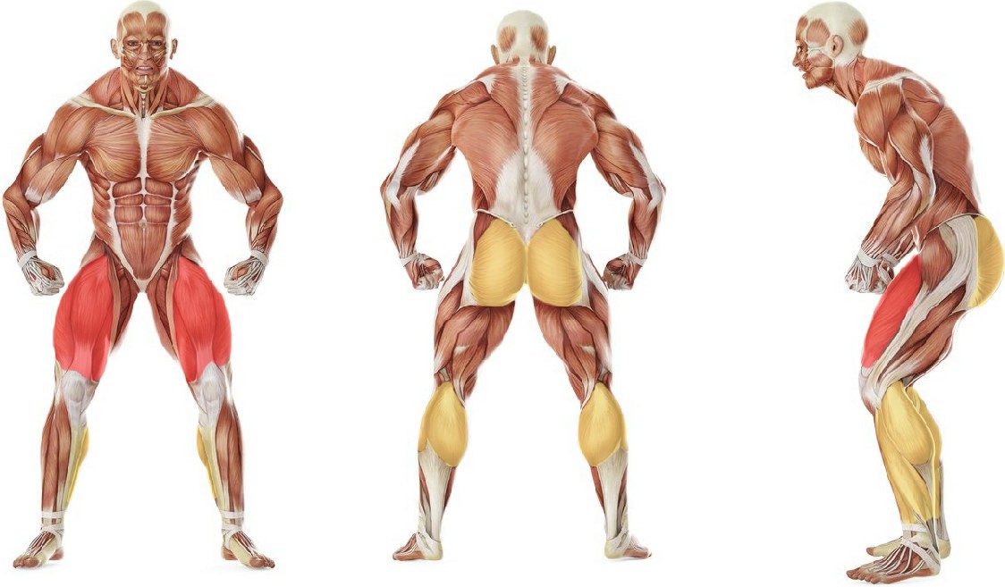 What muscles work in the exercise Front Squats With Two Kettlebells