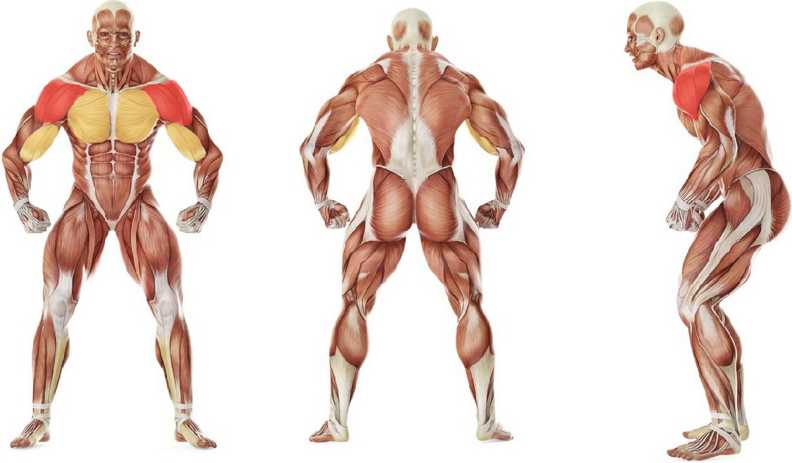 What muscles work in the exercise Round The World Shoulder Stretch