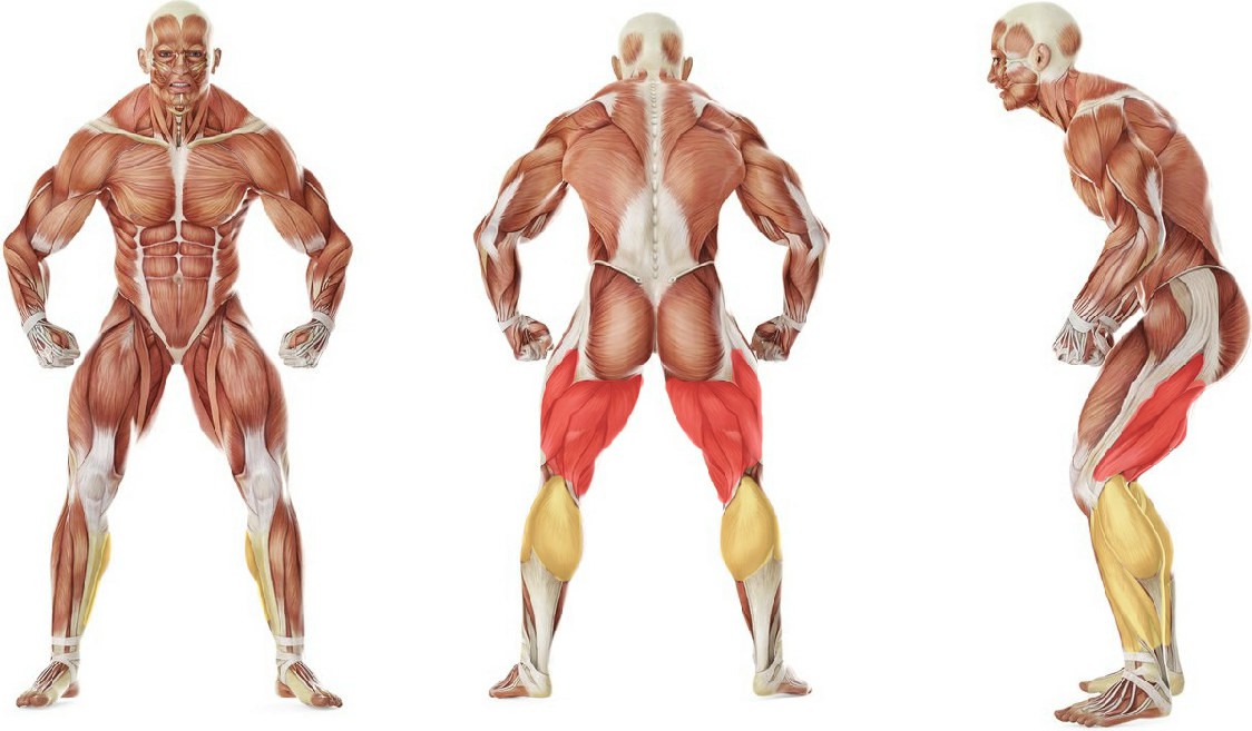 What muscles work in the exercise Seated Hamstring and Calf Stretch