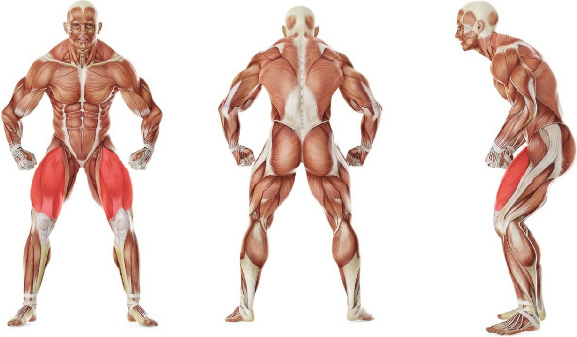 Какие мышцы работают в упражнении Растяжка квадрицепсов