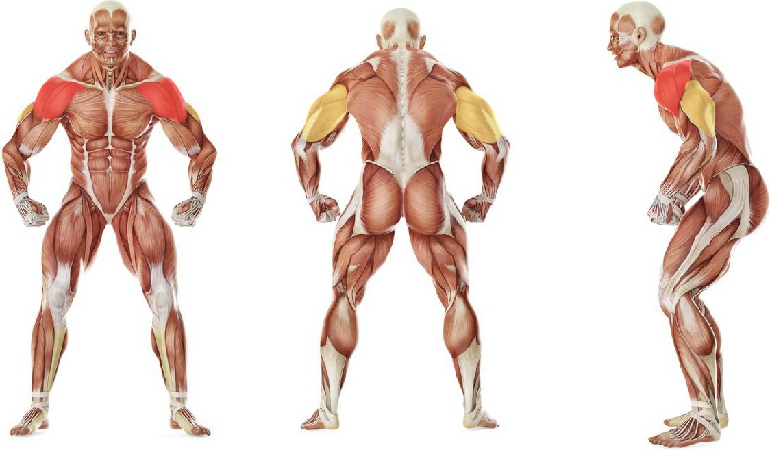 What muscles work in the exercise Standing Palms-In Dumbbell Press 