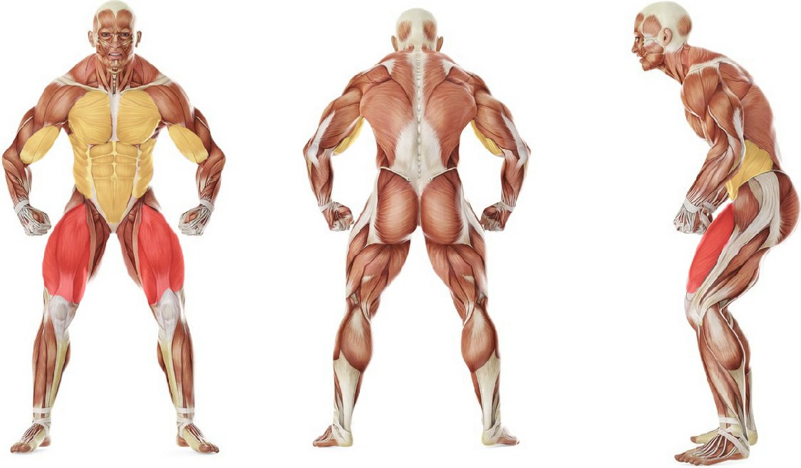 What muscles work in the exercise One Half Locust