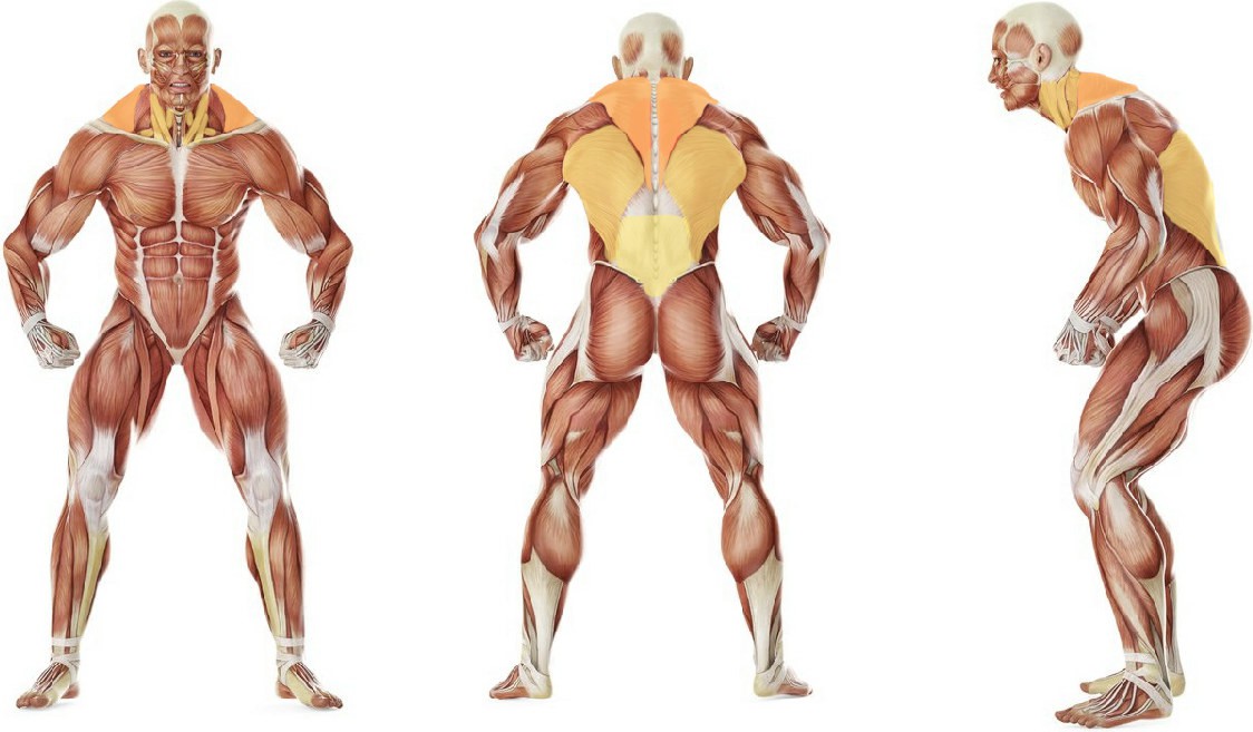 What muscles work in the exercise Spinal Stretch