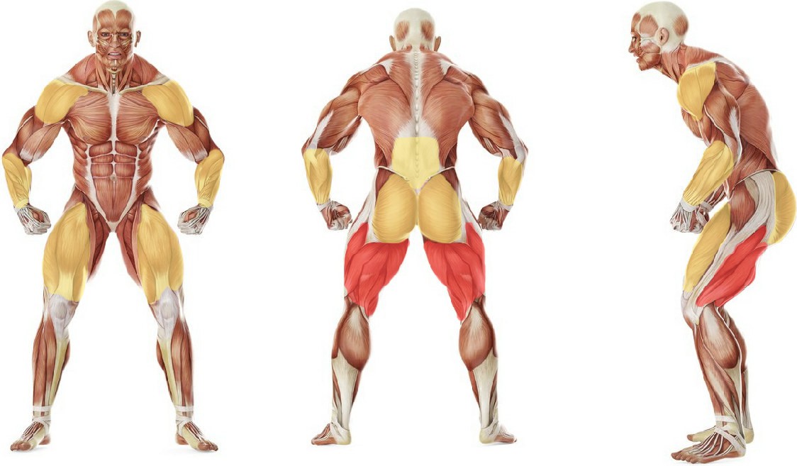 What muscles work in the exercise