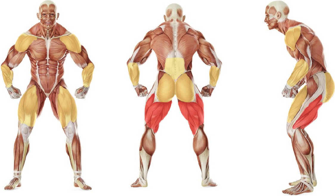 What muscles work in the exercise 