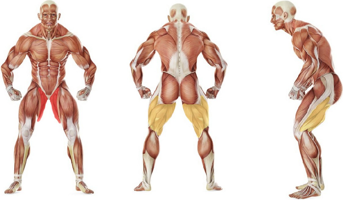 What muscles work in the exercise Side Lying Groin Stretch