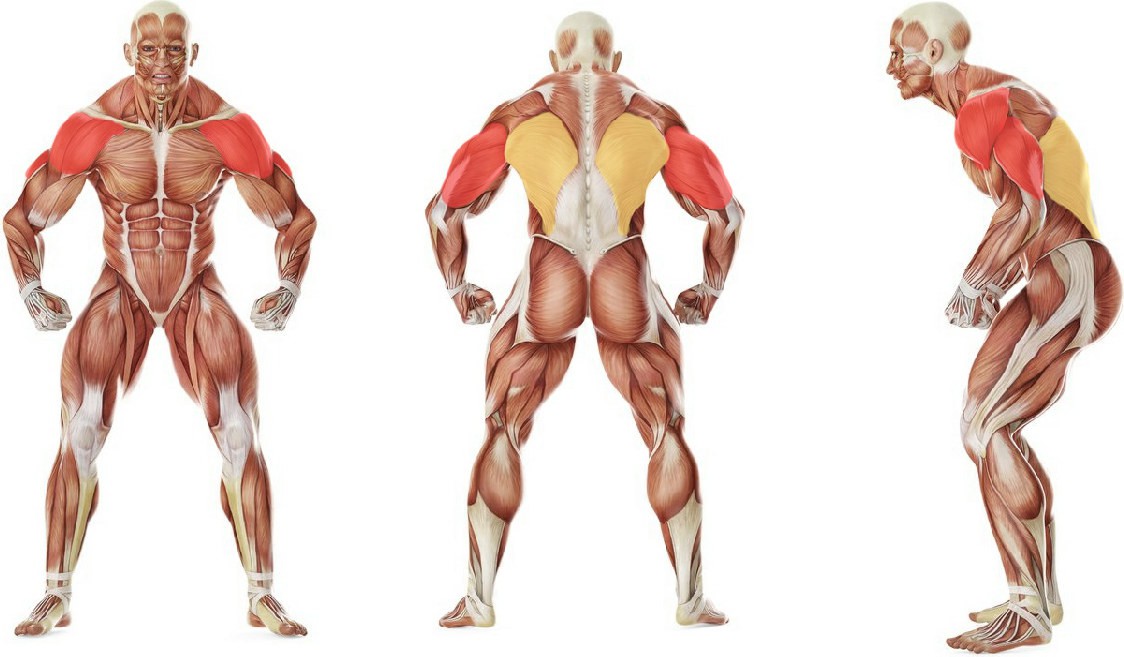 What muscles work in the exercise Overhead Triceps