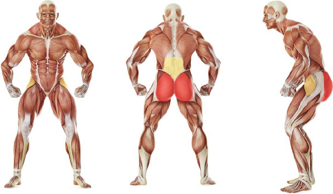 What muscles work in the exercise Knee Across The Body