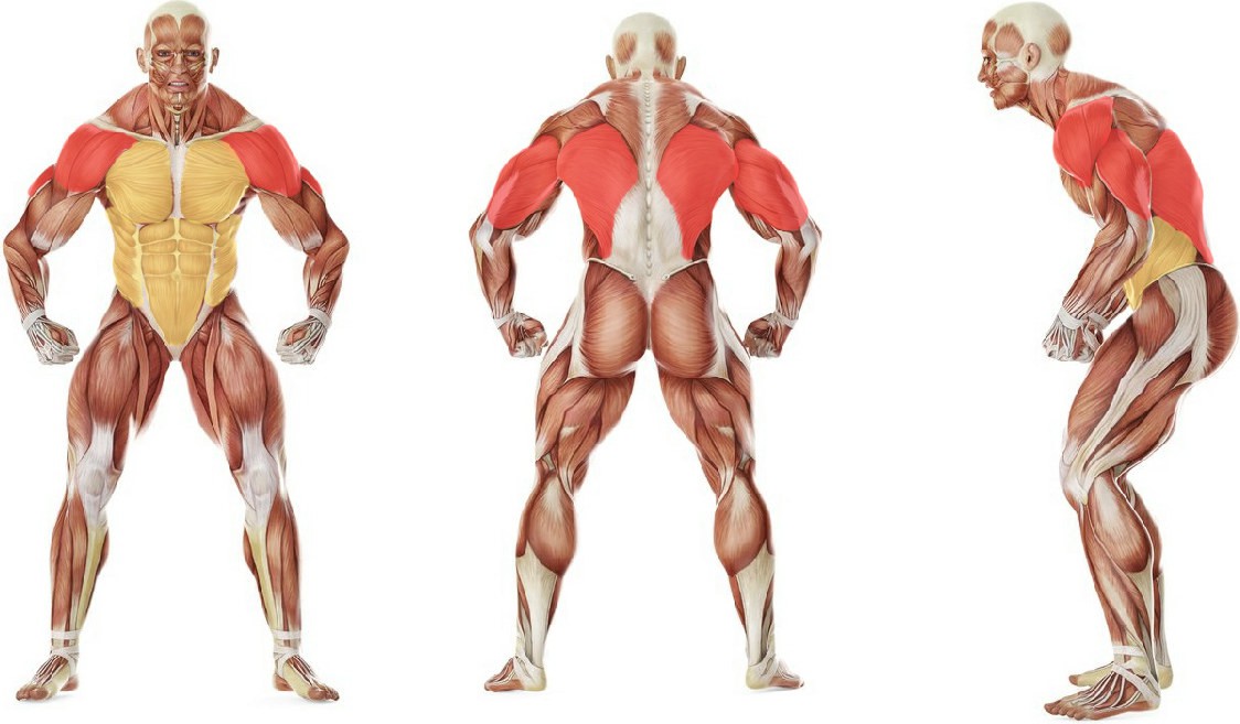 What muscles work in the exercise