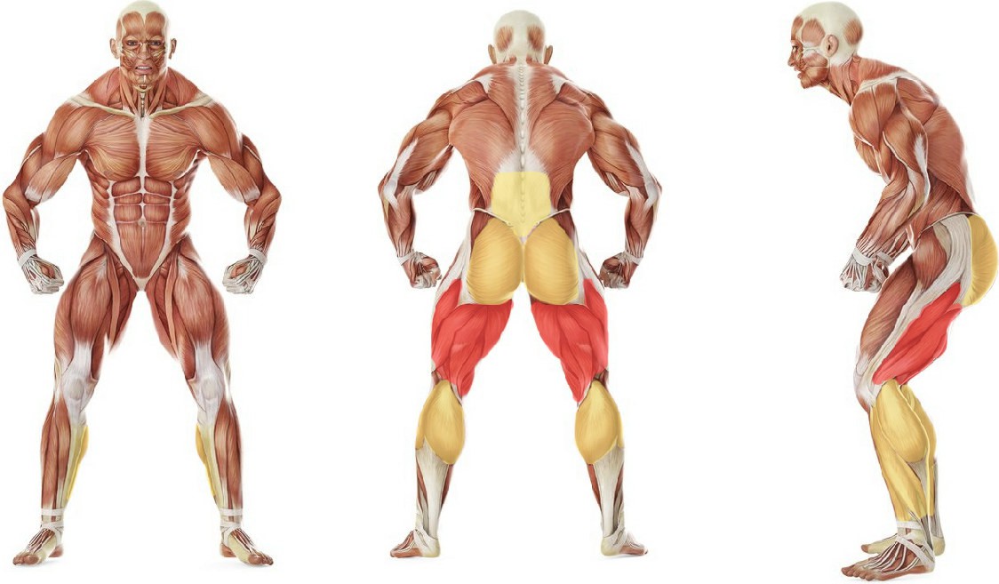 What muscles work in the exercise Stiff-Legged Barbell Deadlift