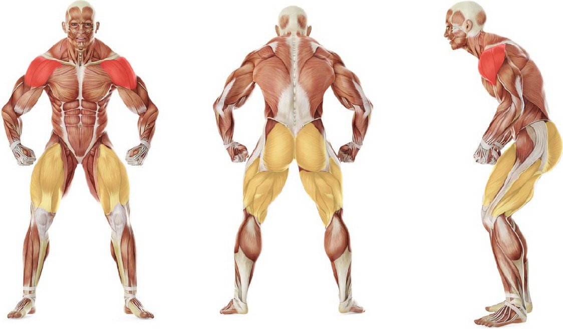 What muscles work in the exercise 