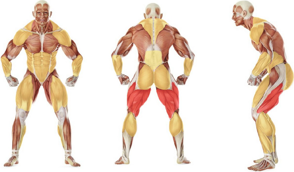 Какие мышцы работают в упражнении Рывок штанги (штанга на уровне бедер)