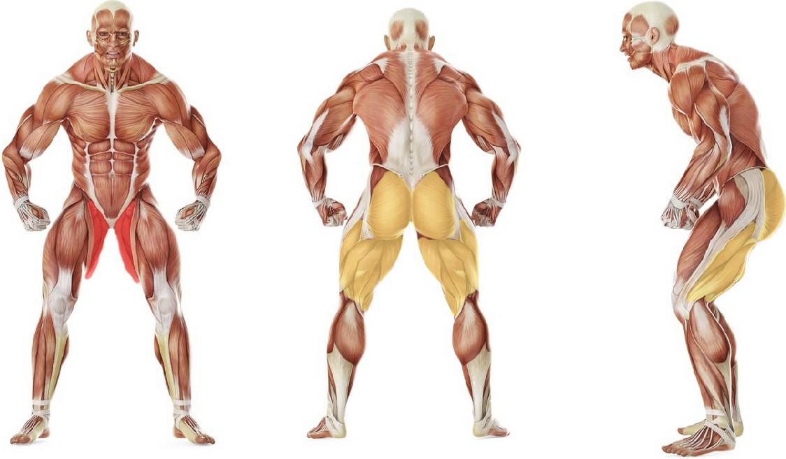 What muscles work in the exercise Thigh Adductor