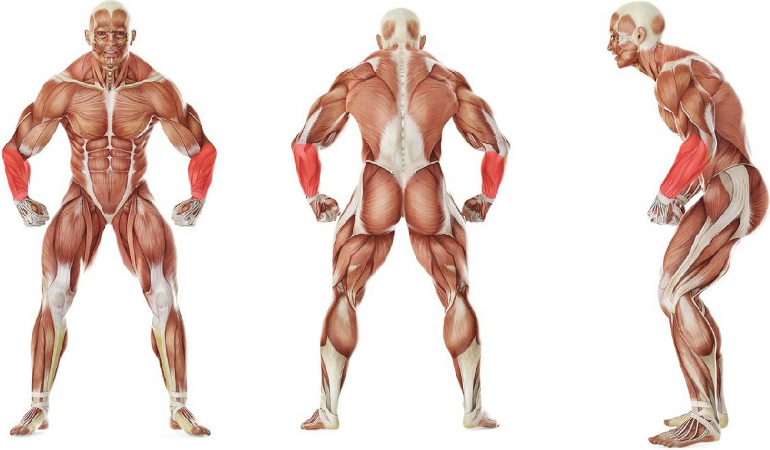 What muscles work in the exercise Palms-Up Dumbbell Wrist Curl Over A Bench