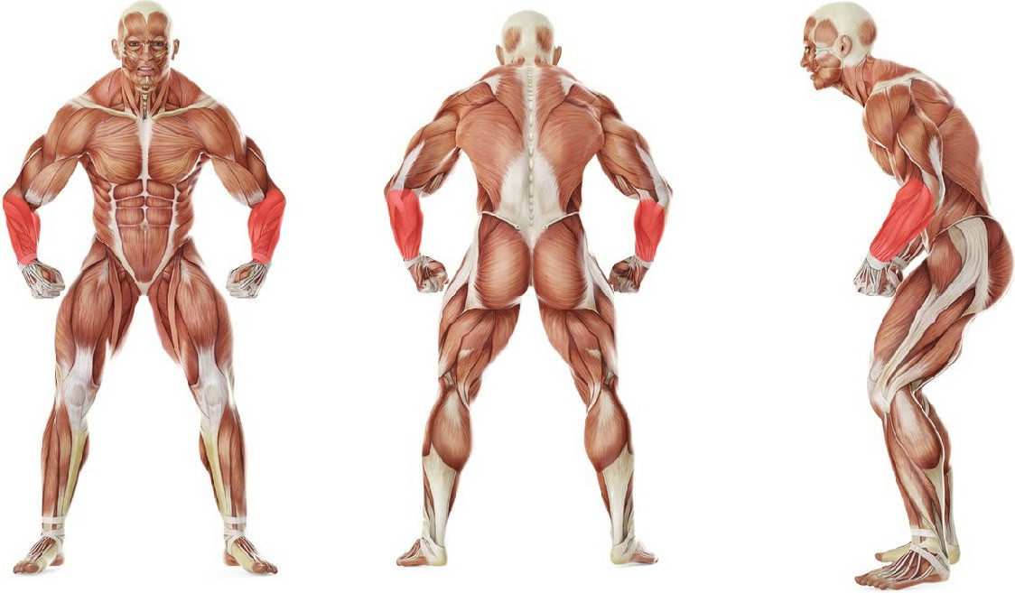 Какие мышцы работают в упражнении Сгибания запястий за спиной со штангой в положении стоя