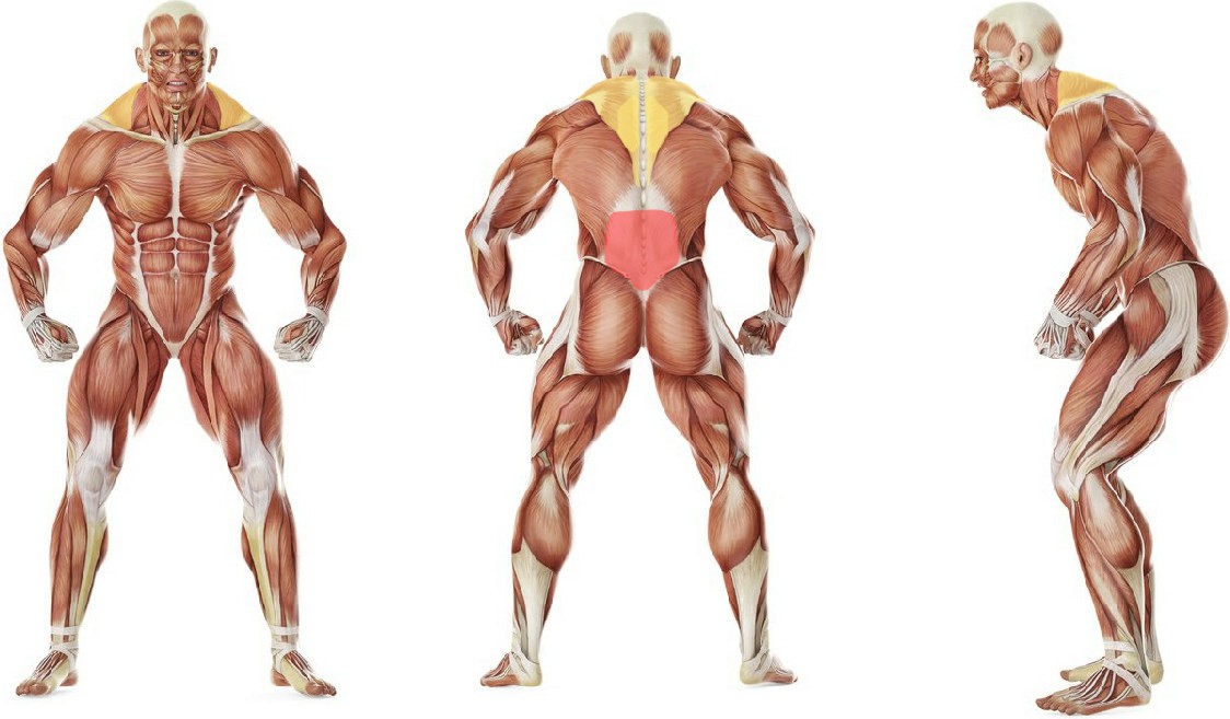 What muscles work in the exercise Cat Stretch