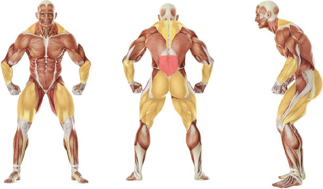 What muscles work in the exercise Deficit Deadlift