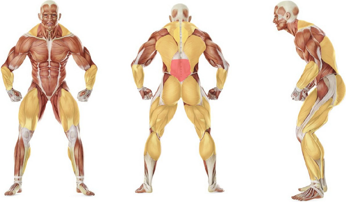 What muscles work in the exercise Snatch Deadlift