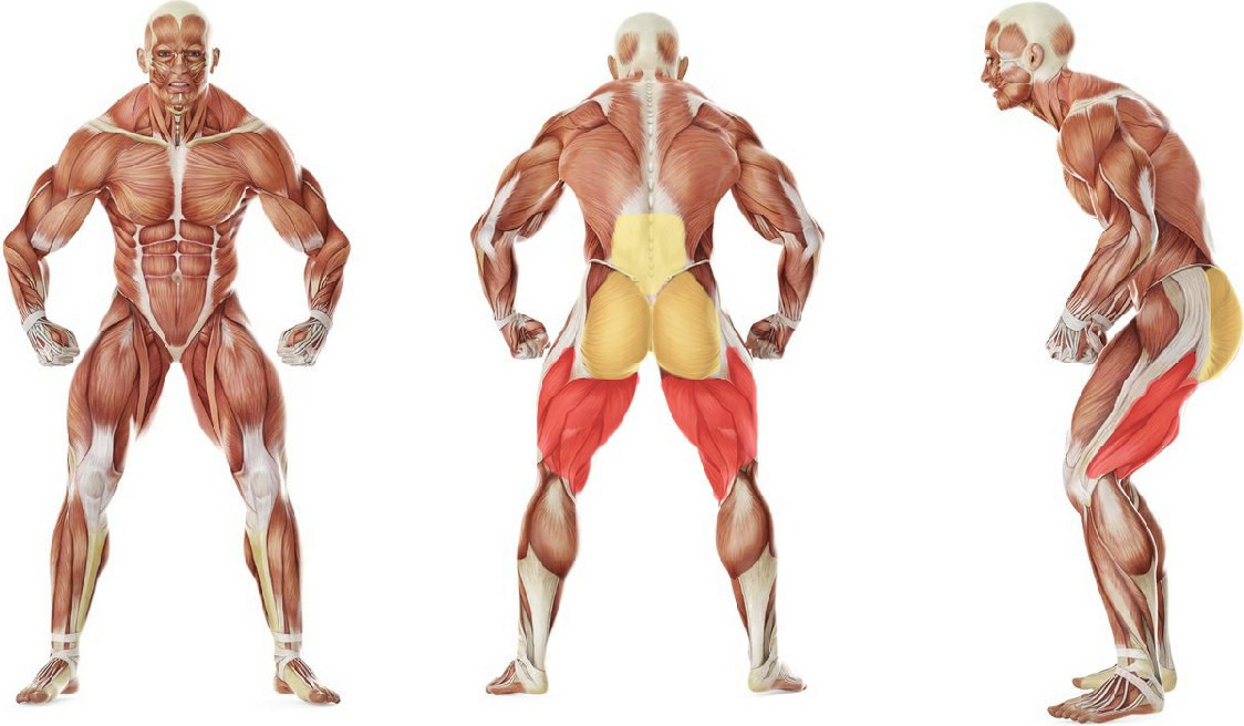 Какие мышцы работают в упражнении Становая тяга со штангой с прямыми ногами (мёртвая)