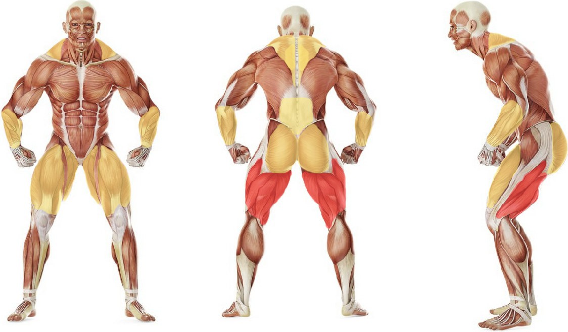What muscles work in the exercise Sumo Deadlift
