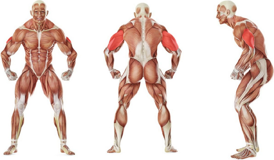 Какие мышцы работают в упражнении Жим нижнего блока на трицепс лежа