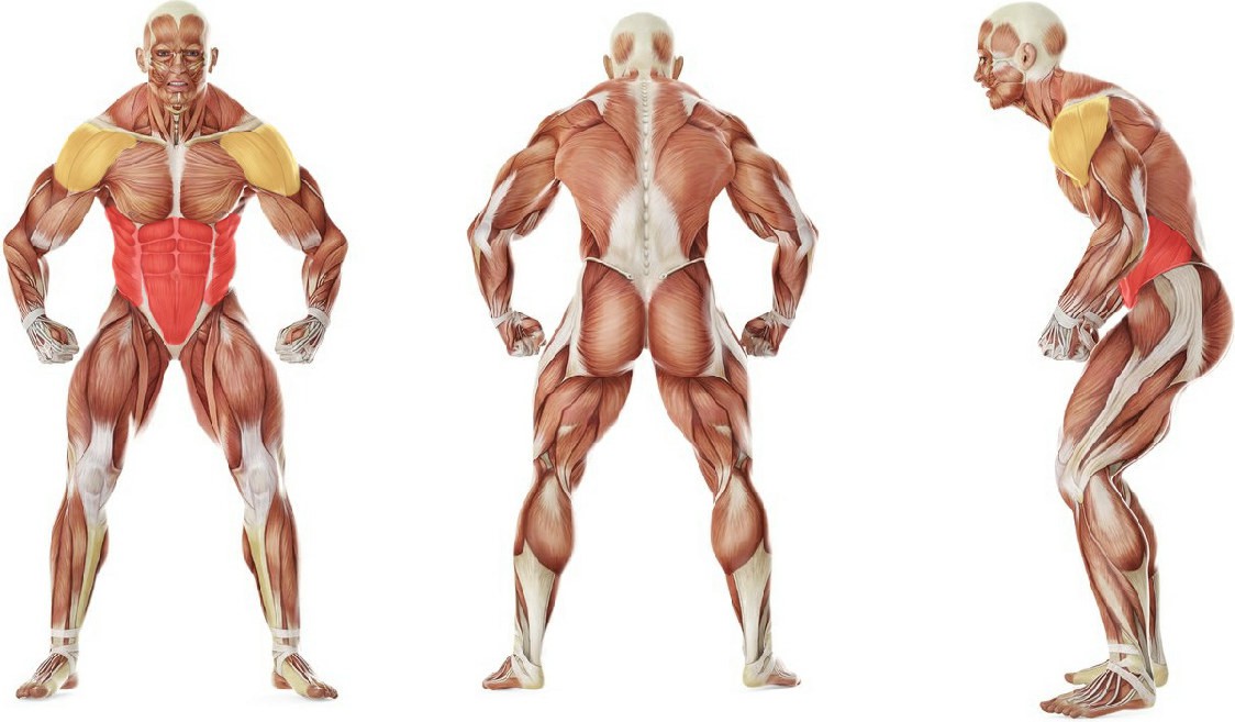 What muscles work in the exercise Side Bridge