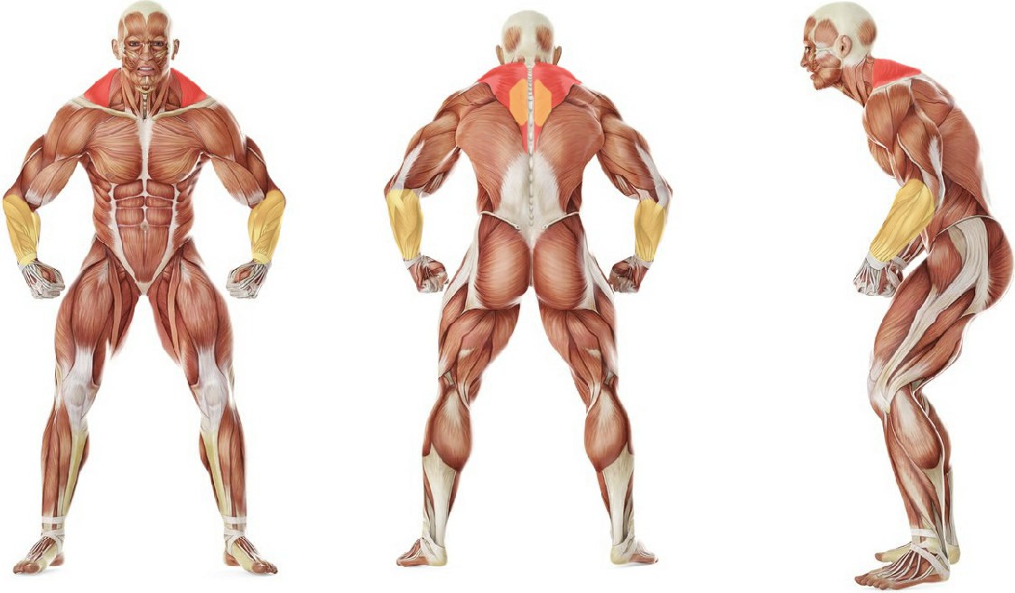 Какие мышцы работают в упражнении Шраги со штангой из-за спины