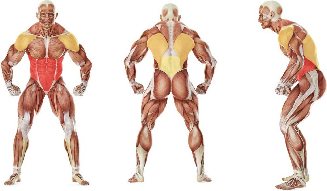 What muscles work in the exercise Barbell Ab Rollout