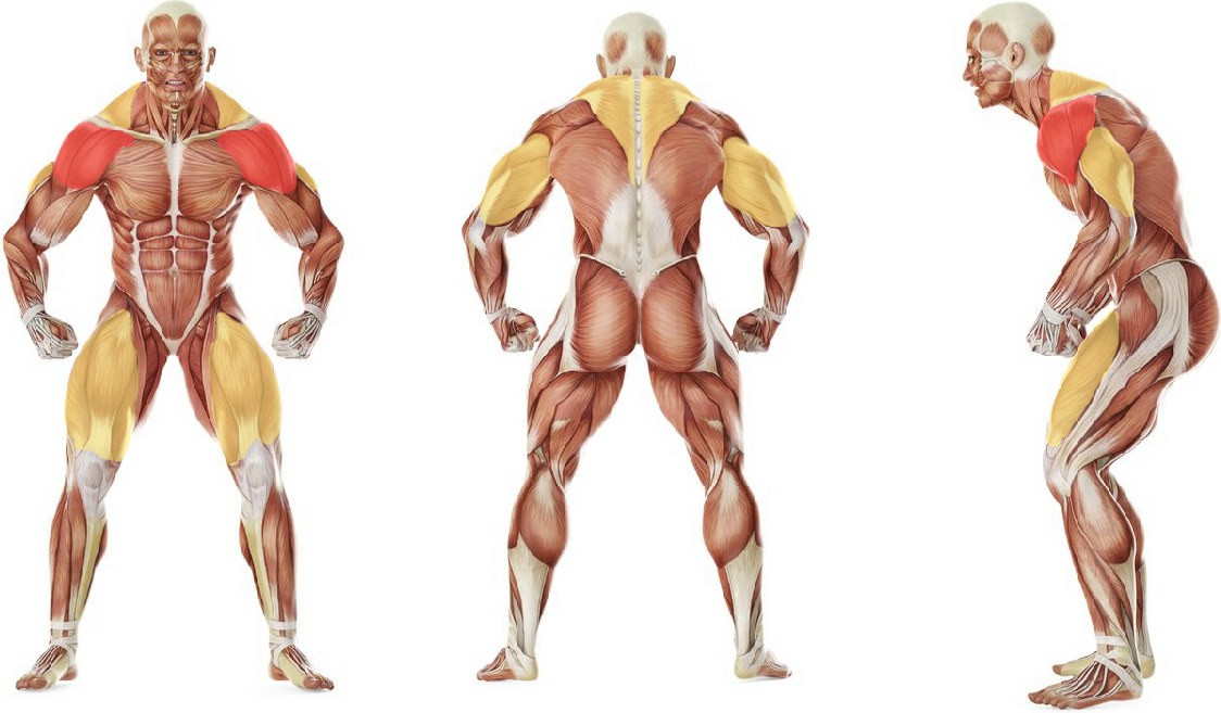 What muscles work in the exercise Double Kettlebell Jerk