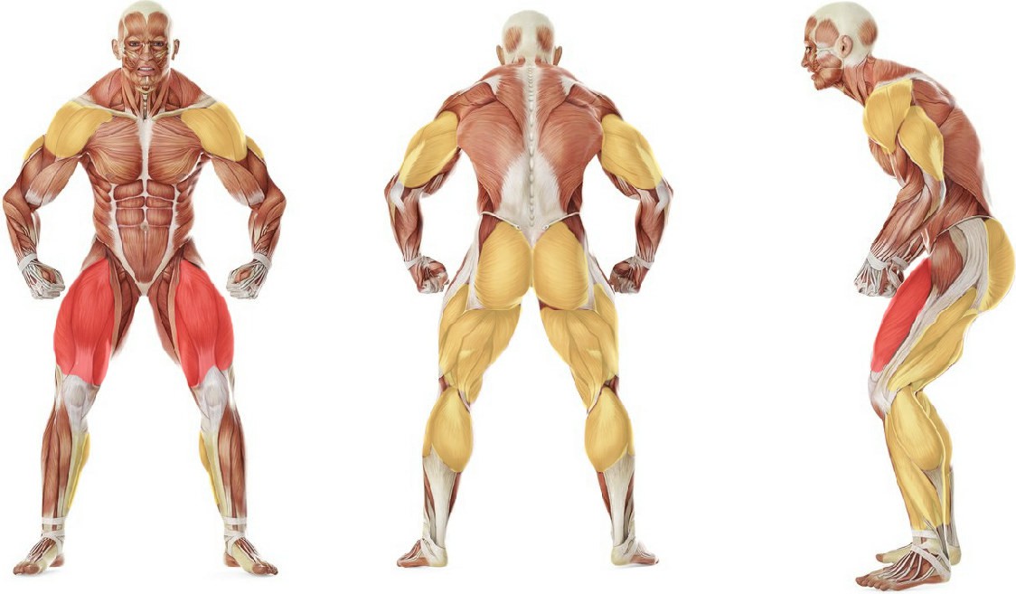 What muscles work in the exercise Squat Jerk