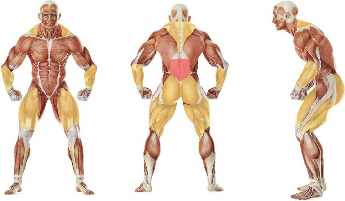What muscles work in the exercise Rack Pull with Bands