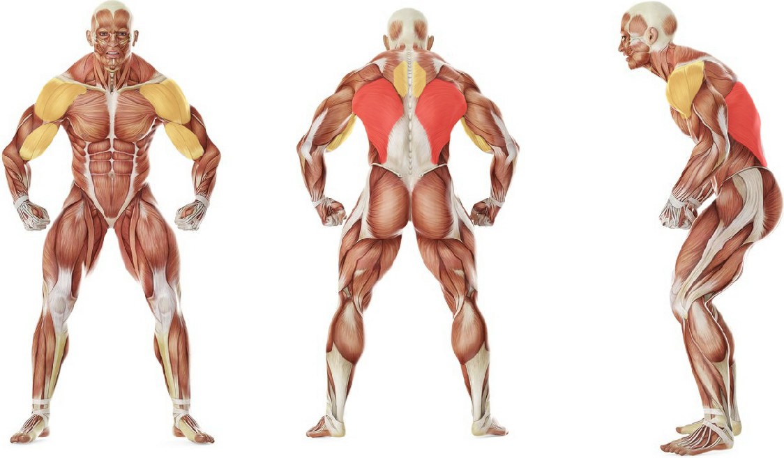 What muscles work in the exercise Wide-Grip Pulldown Behind The Neck