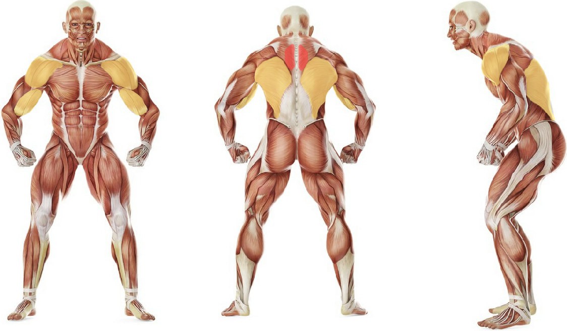 What muscles work in the exercise One-Arm Dumbbell Row