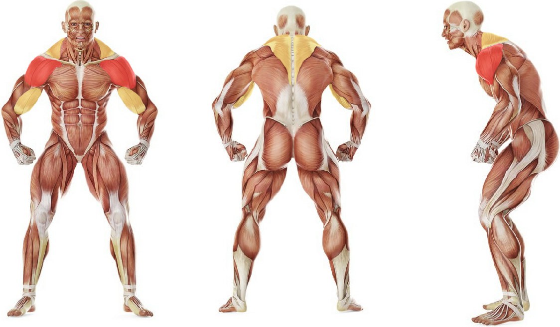 What muscles work in the exercise Dumbbell One-Arm Upright Row