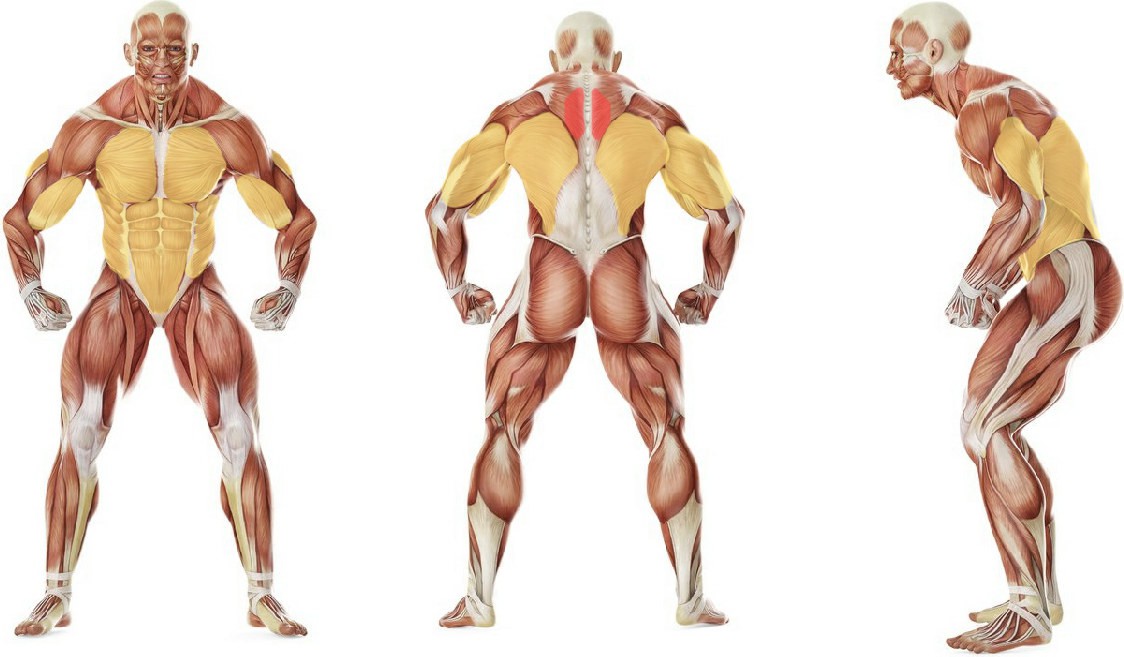 What muscles work in the exercise Alternating Renegade Row