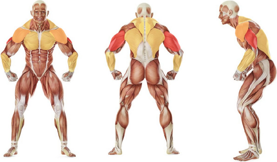 What muscles work in the exercise Pin Presses