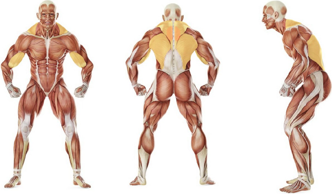 What muscles work in the exercise Seated One-arm Cable Pulley Rows