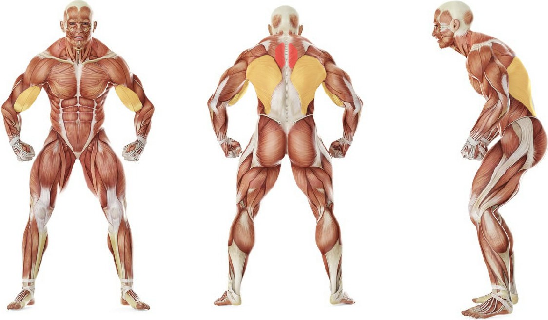 What muscles work in the exercise Bent Over Two-Arm Long Bar Row