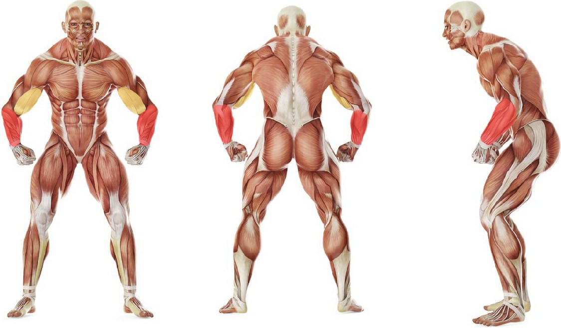 What muscles work in the exercise Standing Olympic Plate Hand Squeeze