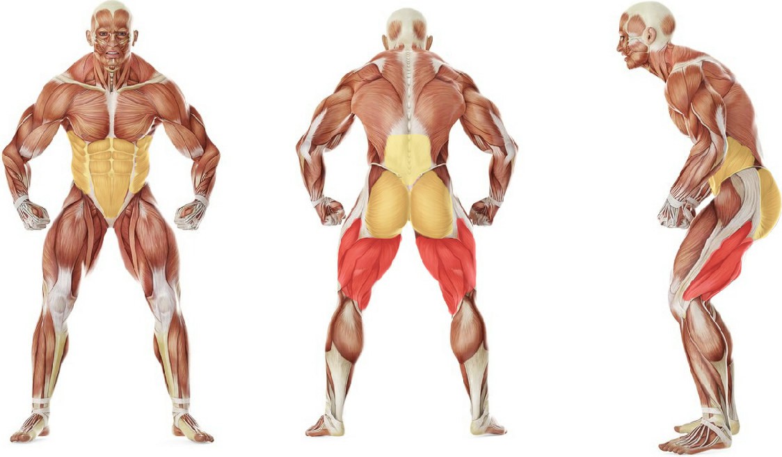 What muscles work in the exercise Good Morning