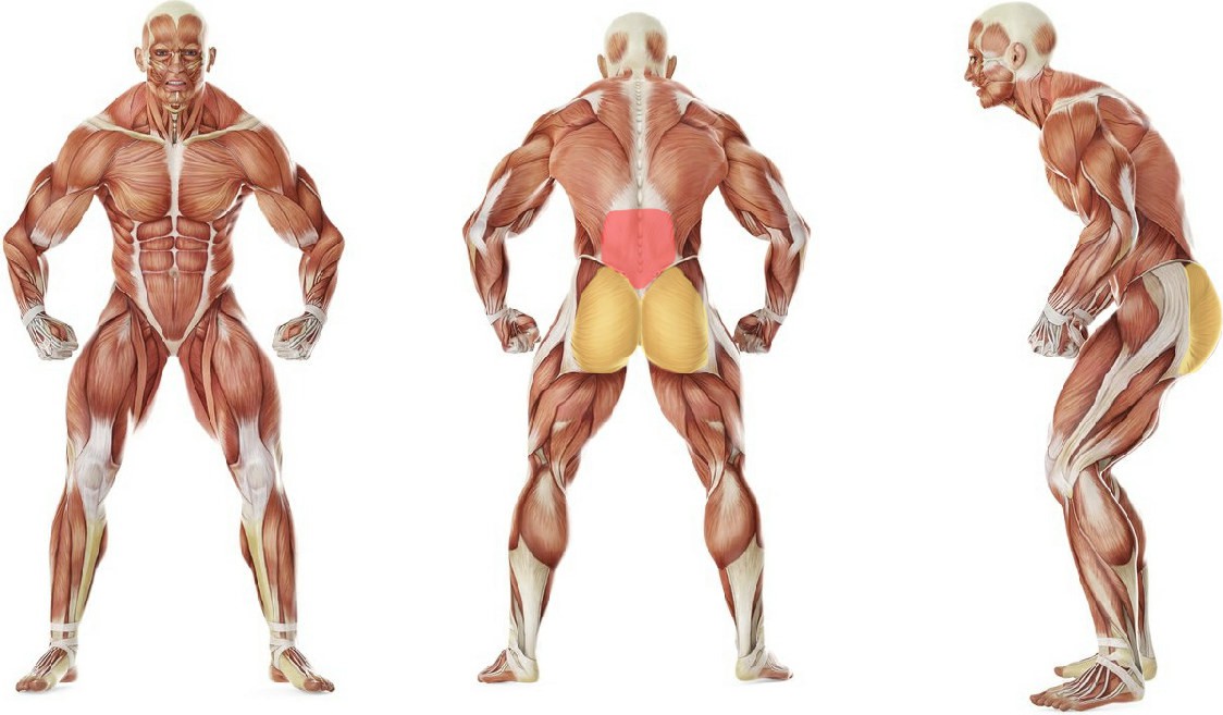 What muscles work in the exercise Seated Good Mornings