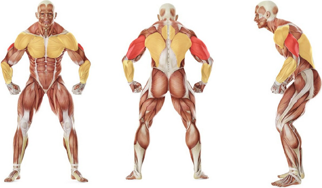 What muscles work in the exercise Reverse Band Bench Press