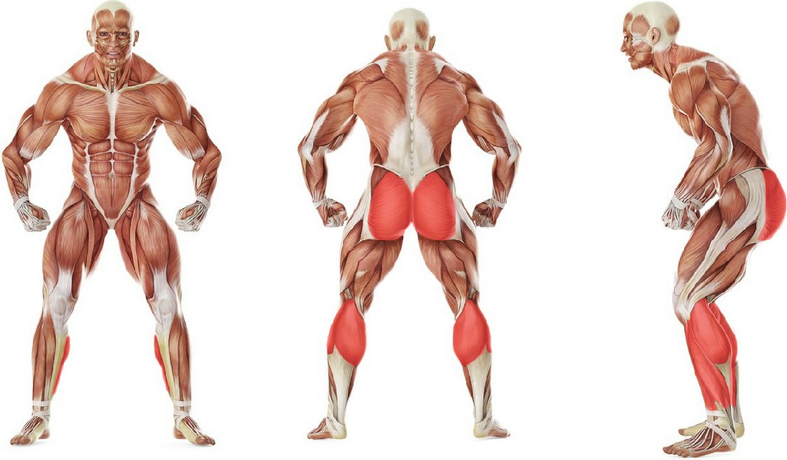 What muscles work in the exercise Прыжки с махом рук